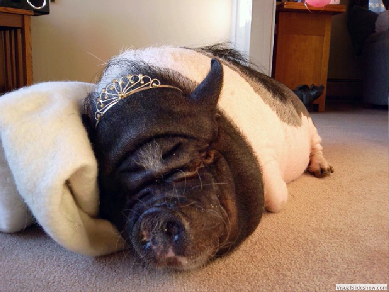 PrincessPPM