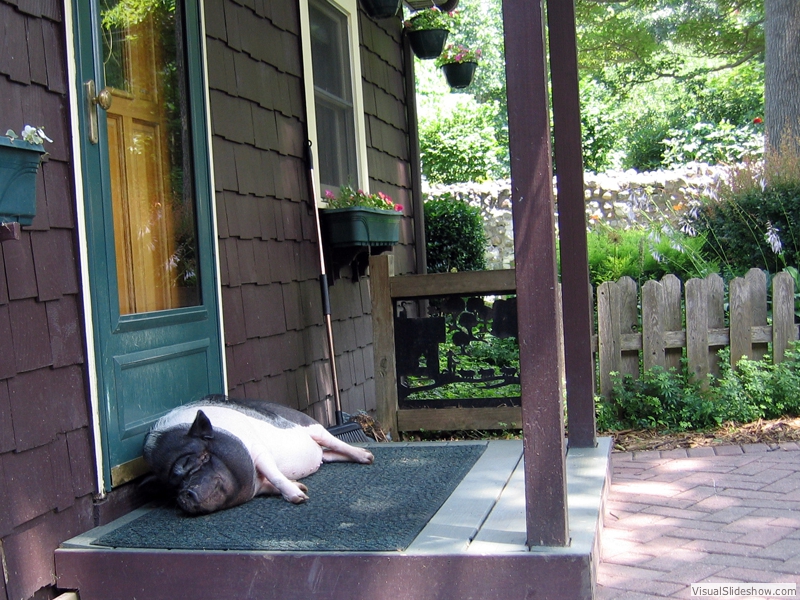 SummerSnooze