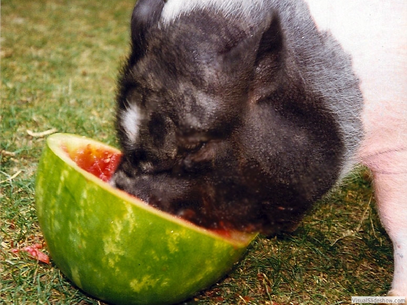 watermelonP