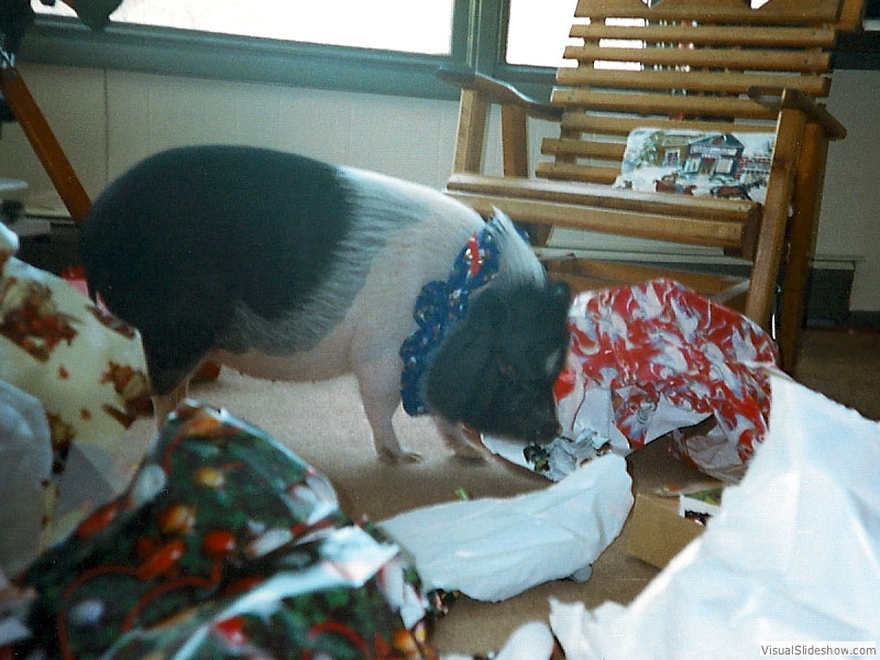 xmasPigletP
