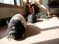 3pigsSun