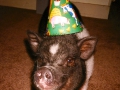 bparty2