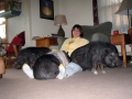 Colleen_and_herd