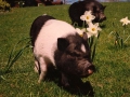 DaffodilsP_H