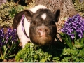 gardenP1