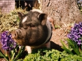 gardenP2