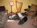 Harp_Herd