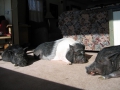 NappingHerd09