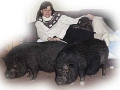 NicholsonHerd