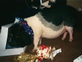 p_open_xmas