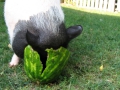 pennymellon