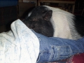 pennynap1