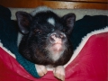 PigletPenny