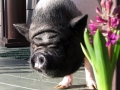 SpringPenny2010