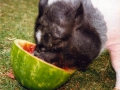 watermelonP