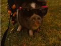 WitchyPig