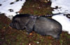 potbelly pig