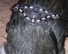 harness zoom