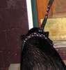 clover harness zoom
